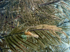 Fringed Filefish (Male) (3