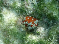 Gaudy Clown Crab (2