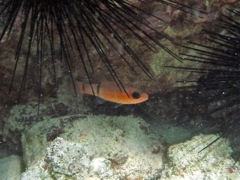 Barred Cardinalfish (2