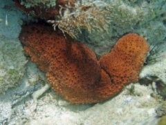 Halequin Sea Cucumber