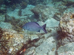 Bermuda Chub (15