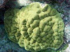 Mustard Hill Coral (Close)