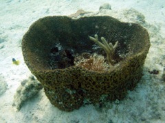 Netted Barrel Sponge (18