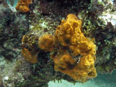 Orange Filefish Juv   (2