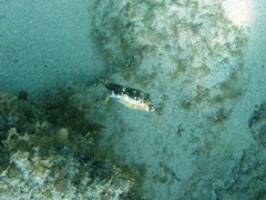 Orange Spotted Filefish (6