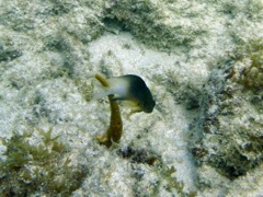Bicolor Damselfish (1