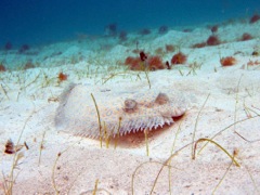 Peacock Flounder at Caneel (10