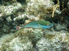Princess Parrotfish Int (6