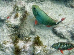 Redband Parrotfish hiding (8