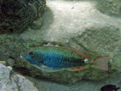 Redband Parrotfish Initial (4