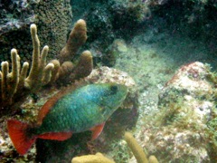 Redtail Parrotfish (14