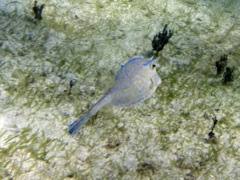 Scrawled Filefish (20