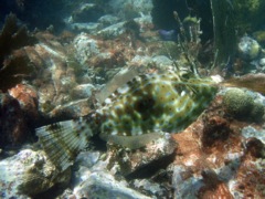 Scrawled Filefish (20