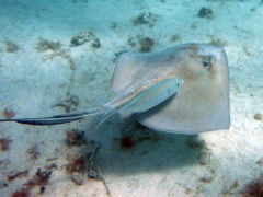 Southern Stingray and Smooth Trunkfish