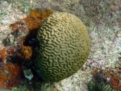 Ten-Ray Star Coral Close
