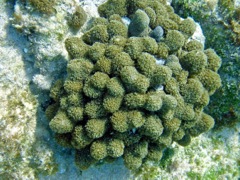 Thin Leaf Lettuce Coral (12