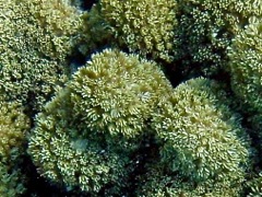 Thin Leafe Lettuce Coral