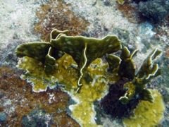 Three Row Sea Cucumber