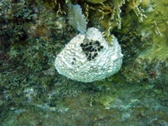 White Speckeled Hermit Crab