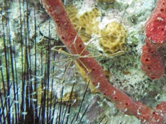 Yellowtail Damselfish Fem (6