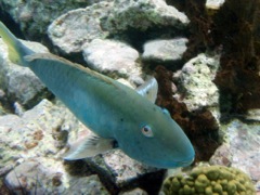 Yellowtail Parrotfish Juv (10