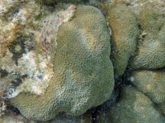 Blushing Star Coral (2 foot mass)
