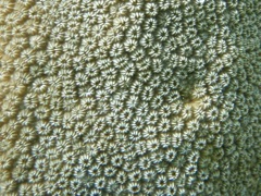 Blushing Star Coral Closeup  (1/4