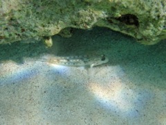 Bridled Goby (1.5