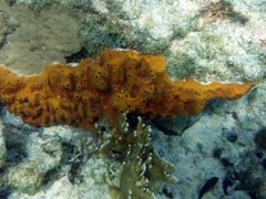 Brown Encrusting octopus Sponge