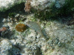 Bucktooth Parrotfish (4