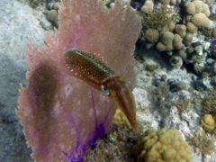 Caribbean Reef Squid (8