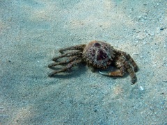 Channel Clinging Crab (Missing one claw)