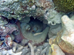 Common Octopus (Paradise bay)