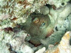 Common Octopus (Paradise Garden)