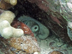 Common Octopus Caneel