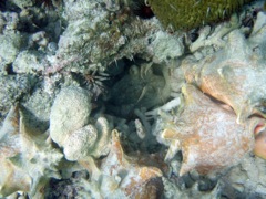 Common Octopus in his Garden
