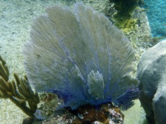 Common Sea Fan