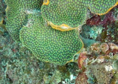 Common Star Coral