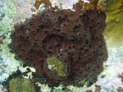Dark Volcano Sponge (12