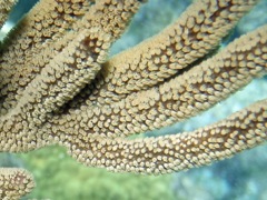 Delicate Spiny Sea Rod (Closeup)
