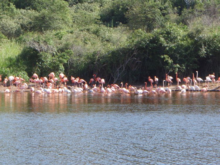 Necker Island Flamingos