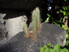 Cactus Rock