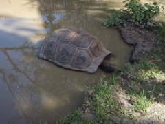 Galápagos tortoise keeping cool