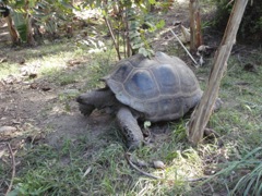 Galápagos tortoise
