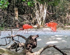 ibis  (On Necker)
