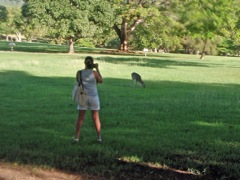 Guest photographing a Caneel resident