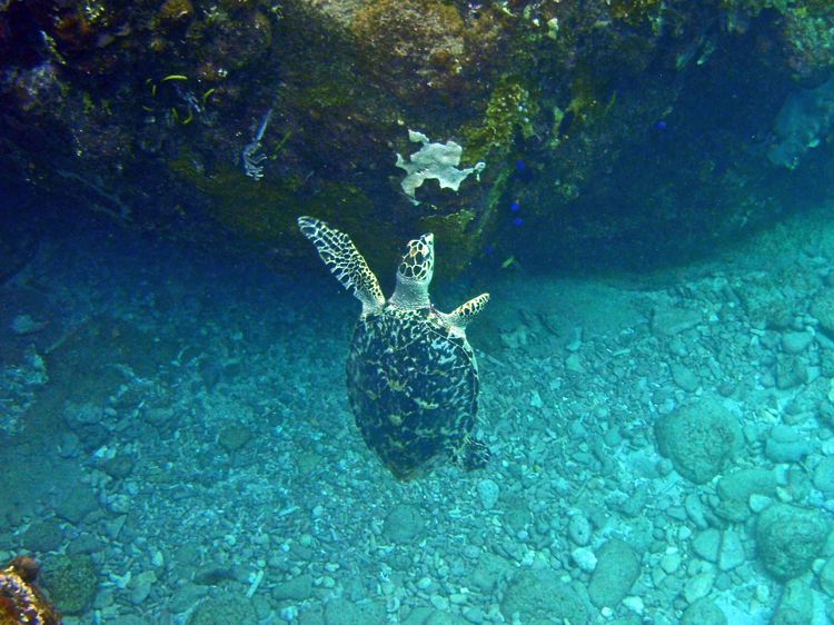 Spring Bay South Hawksbill Sea Turtle