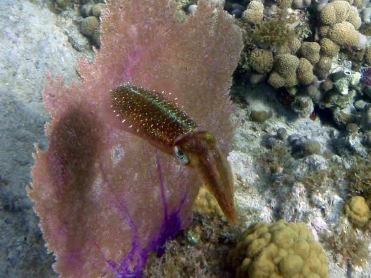 Caneel Bay Caribbean Reef Squid