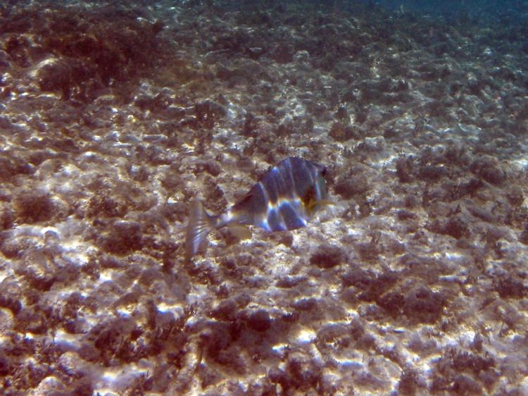 Little Dix Bay Trunkfish