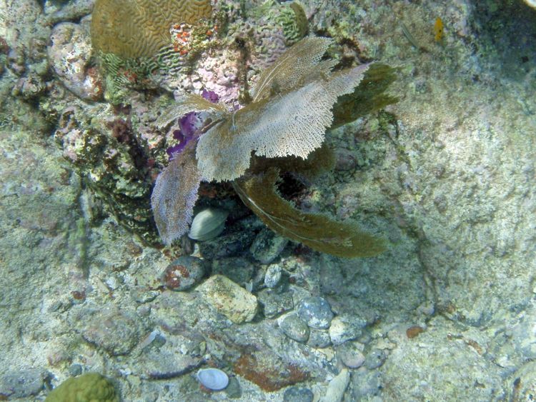 Scott Bay Octopus's Garden